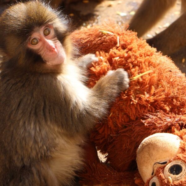 A Seven-Month-Old Was Abandoned by His Mother and Given a Stuffed Toy. Now Thousands Are Flooding a Japanese Zoo and an Oxford Neuroscientist Explains Why