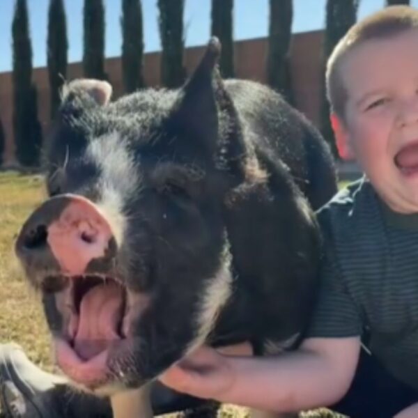 A Utah Boy Named His 4-H Pig Dave and Refused To Give Him Up. His Mom’s Lesson Went Viral. The Internet Rewrote the Ending