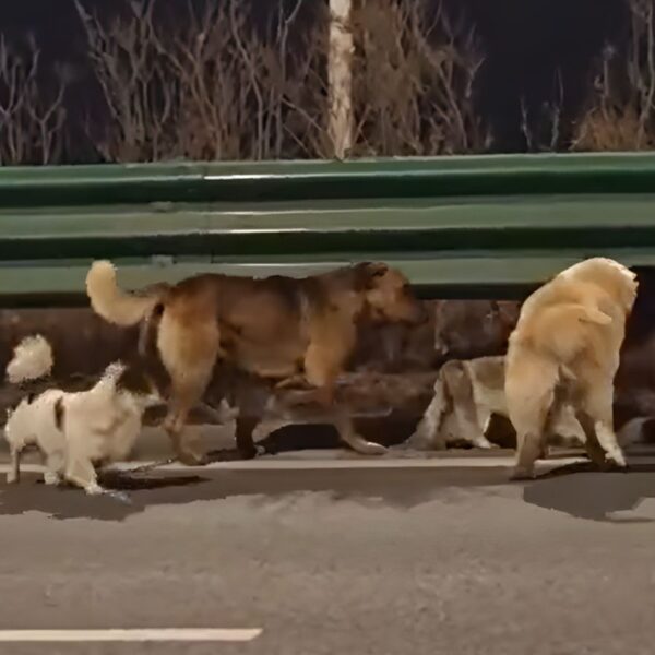 Touching Video Shows Seven Dogs Walking 10 Miles Home After Escape. An Injured German Shepherd Couldn’t Walk Properly, But The Other Dogs Refused to Leave Him Behind