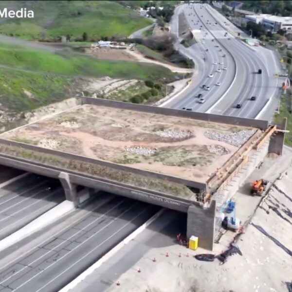 California’s Over-Budget $114 Million Wildlife Bridge Has Become the Latest Symbol of a State That Can’t Stop Making Headlines