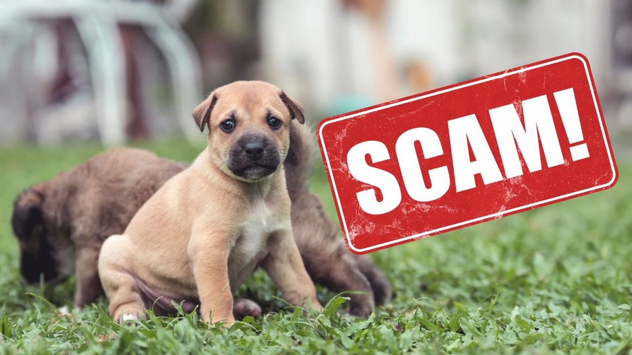 Pet Rescue Scam