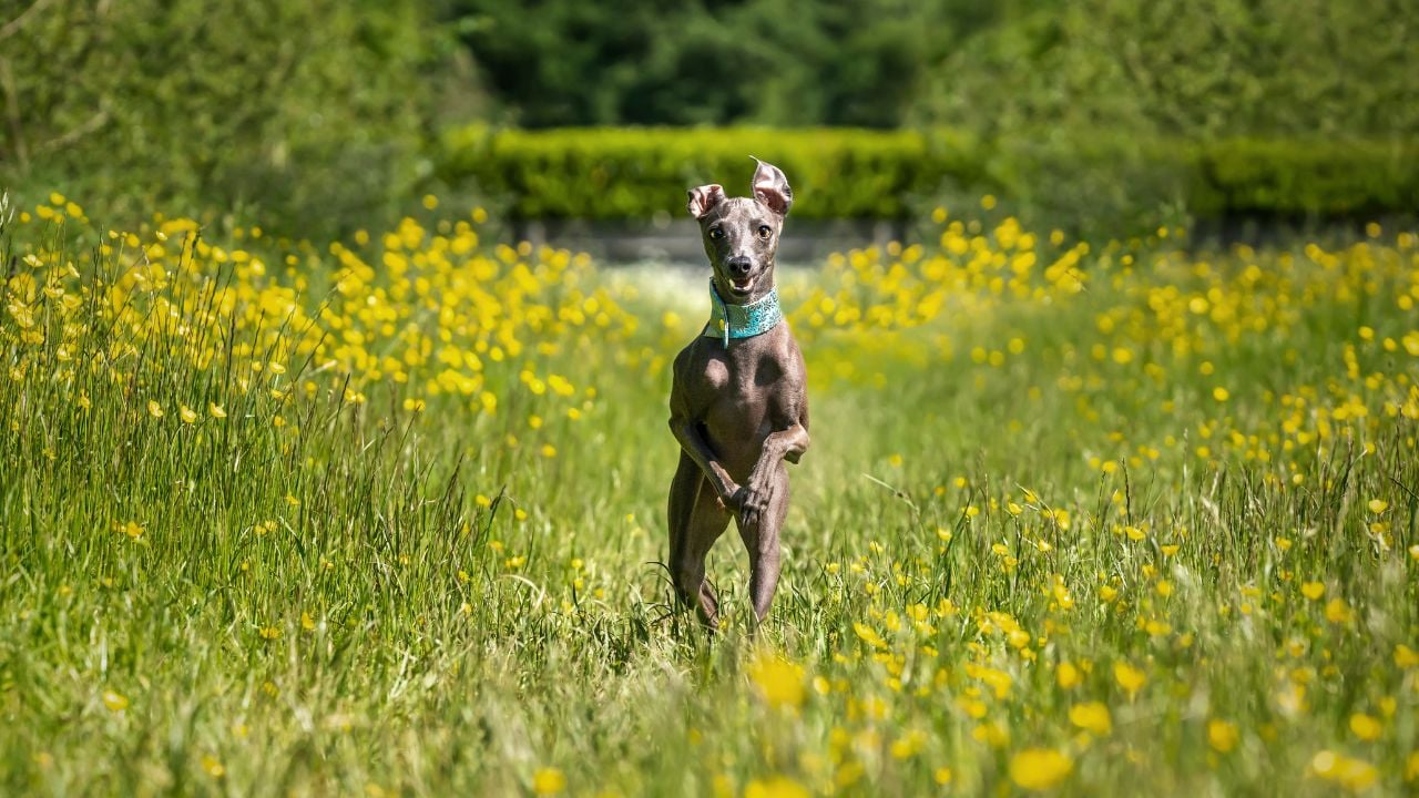 Italian Greyhound standing outdoors