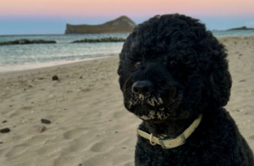 Barack and Michelle Obama Mourn Beloved White House Dog Sunny: ‘We Will Miss Her Terribly’