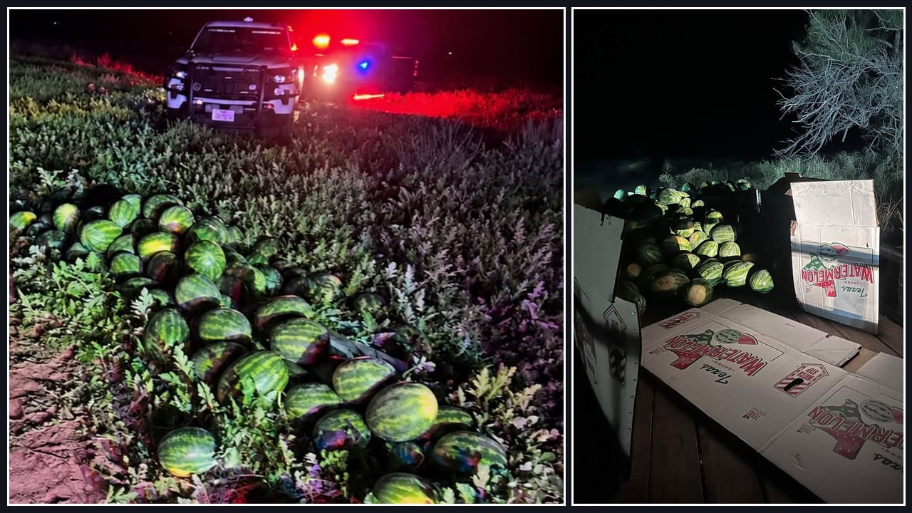 Nighttime photographs showing watermelons among field vegetation, a law enforcement vehicle with emergency lights and watermelons loaded on a trailer.