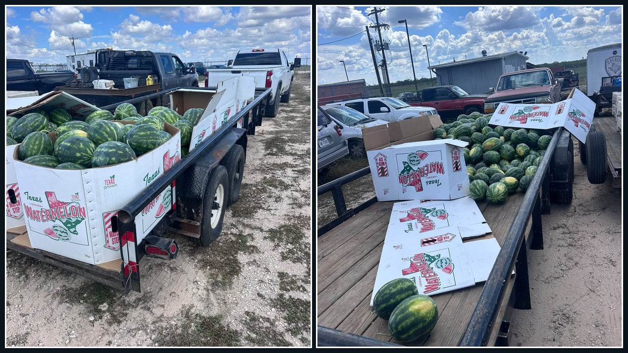 Two daylight photographs showing utility trailers loaded with green watermelons, white Texas-grown produce containers and pickup trucks in an outdoor lot.